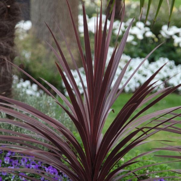 red dracaena spike Cordyline Red Star