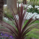 Cordyline Red Star planted in a tropical garden