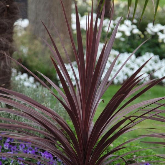 Cordyline Red Star planted in a tropical garden