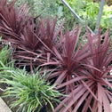 Cordyline Red Star in nursery pots lined up in a row