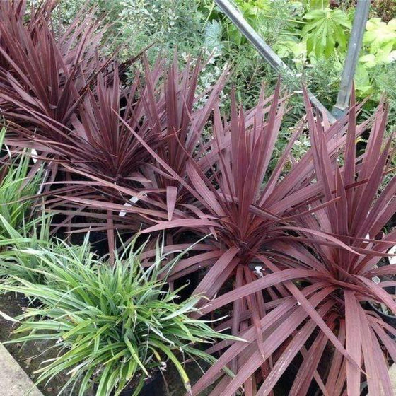 Cordyline Red Star in nursery pots lined up in a row