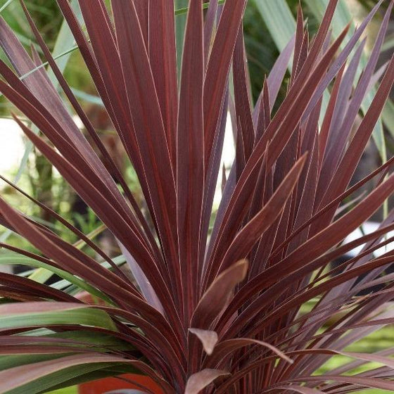 Cordyline Red Star for sale online at Garden Goods Direct