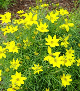 Coreopsis Zagreb