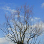 View of the twisted and contorted branches of the Corkscrew Willow Trees