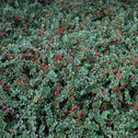 dense cluster of Cranberry Cotoneaster evergreen foliage and red berries
