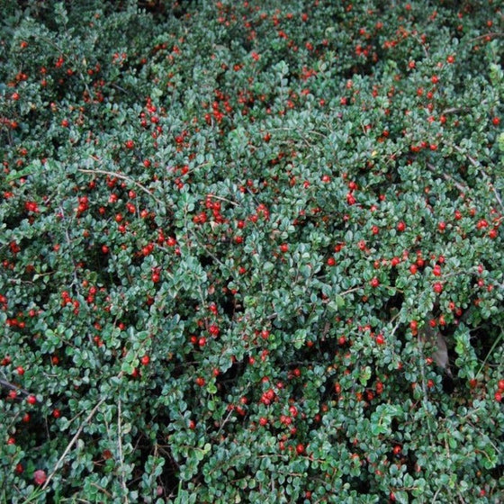 dense cluster of Cranberry Cotoneaster evergreen foliage and red berries