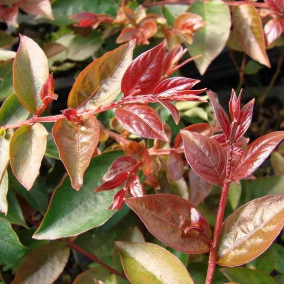 Fall foliage of the coral magic crape with hues or green orange and red