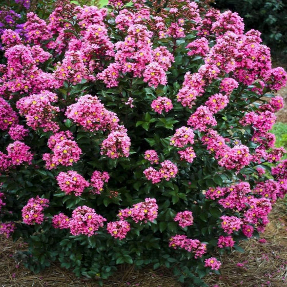 Coral magic crape myrtle shrub with bright pink flower clusters and lush green foliage
