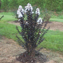 Ebony and Ivory crape myrtle shrub with long dark green foliage holding up white blooms