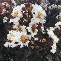 close look at pure white flowers popping out of dark red berries