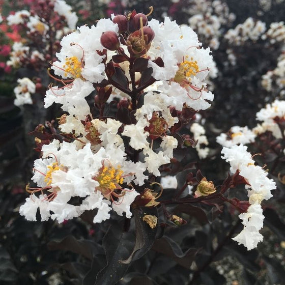 close look at pure white flowers popping out of dark red berries