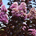 Thunderstruck Lavender Blast purple crape myrtle flowers very dark foliage