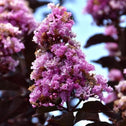 light purple crepe myrtle lavender blast flower cluster with black green leaves