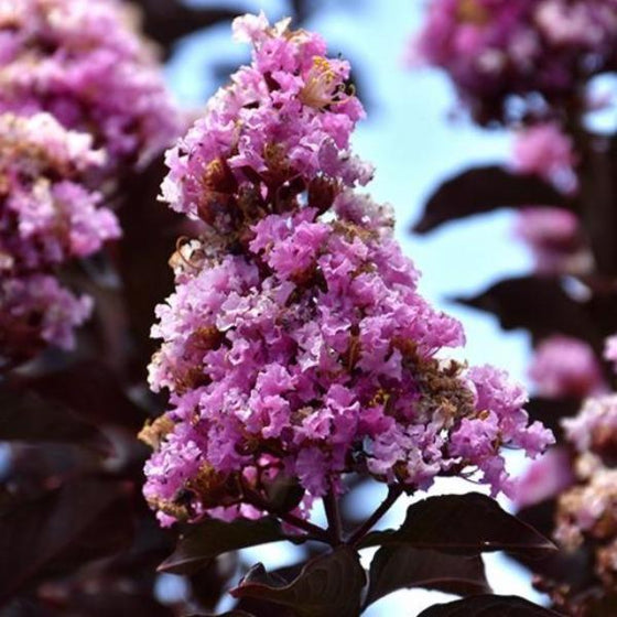light purple crepe myrtle lavender blast flower cluster with black green leaves