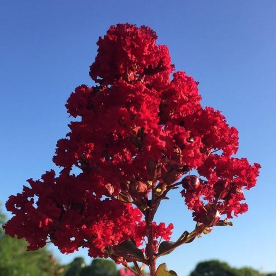 rumblin red crape myrtle flowers deep jewel tone ruby red flowers