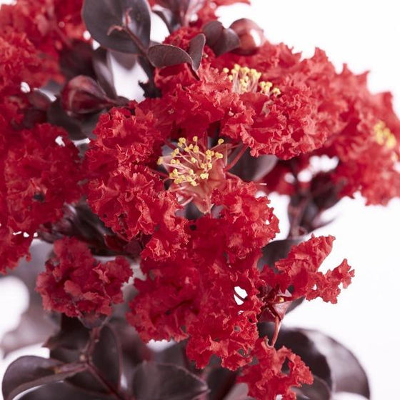 thunderstruck rumling red crape myrtle flower close up dark red dark leaves