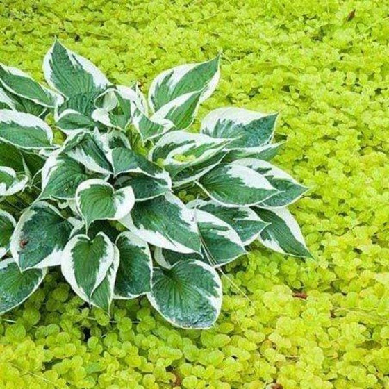A hosta sits in a neon green sea of Creeping Jenny