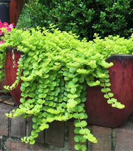 Creeping Jenny