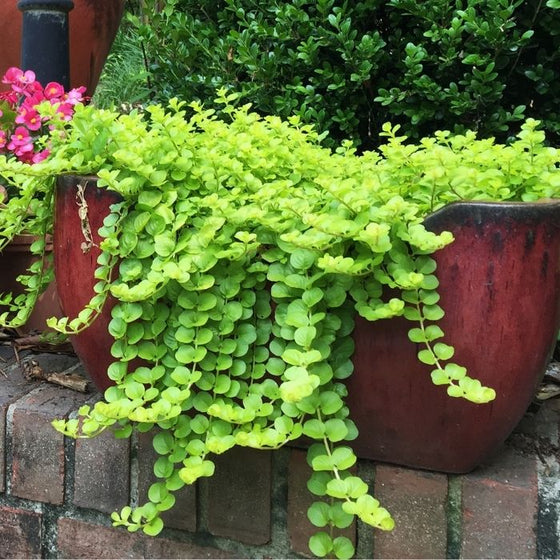 Creeping Jenny around rocks