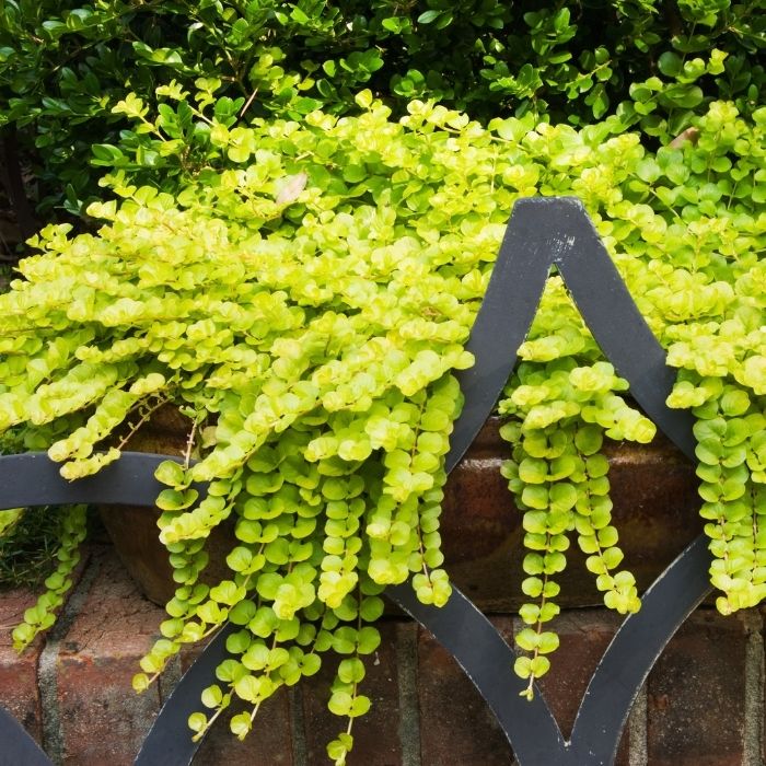 potted creeping plant Golden Creeping Jenny