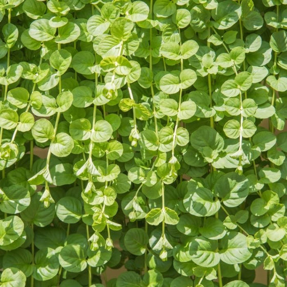 bright yellow green leaves of creeping jenny