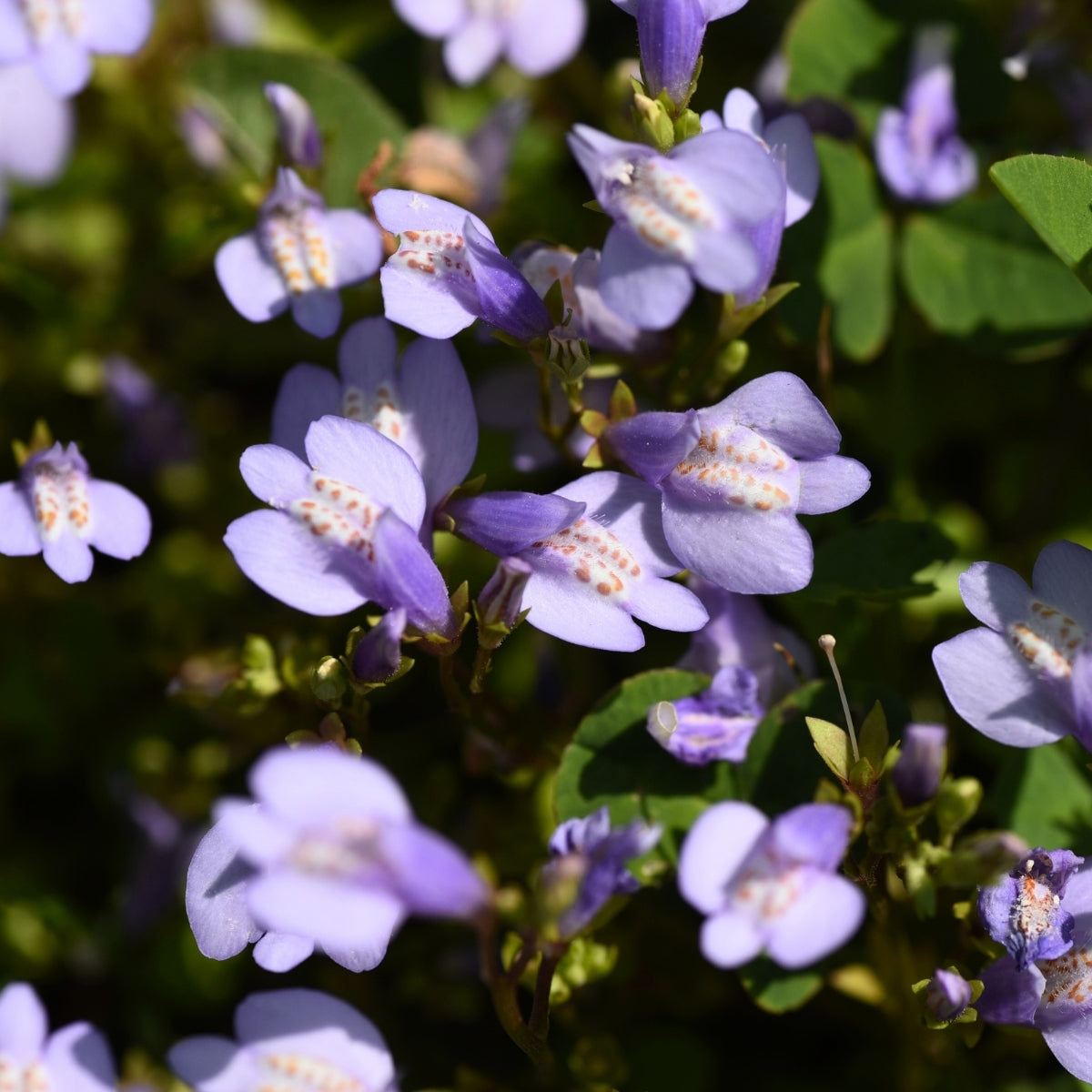 Blue Creeping Mazus