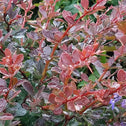 worryfree crimson cutie barberry shrubs are handsome burgundy sterile shrubs