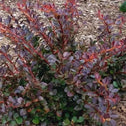 crimson cutie barberry shrubs are a safe sterile alternative for landscaping