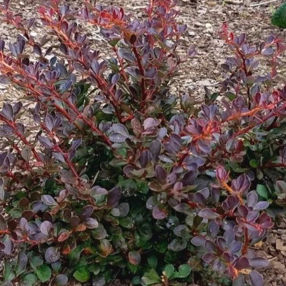crimson cutie barberry shrubs are a safe sterile alternative for landscaping
