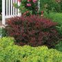 compact vibrant colored Crimson Pygmy Barberry shrub as accent plant in garden