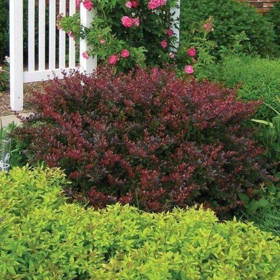 compact vibrant colored Crimson Pygmy Barberry shrub as accent plant in garden
