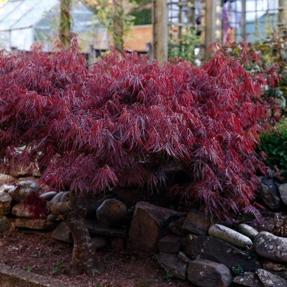 Rich red foliage of Crimson Queen japanese maple