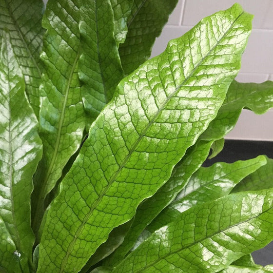 Close view of Crocodile Fern Leaves showing the interesting texture