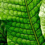 close look at cracked bright green foliage on Crocodile Fern