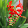 close up view of red summer perennial crocisma lucifer