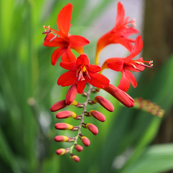 close up view of red summer perennial crocisma lucifer
