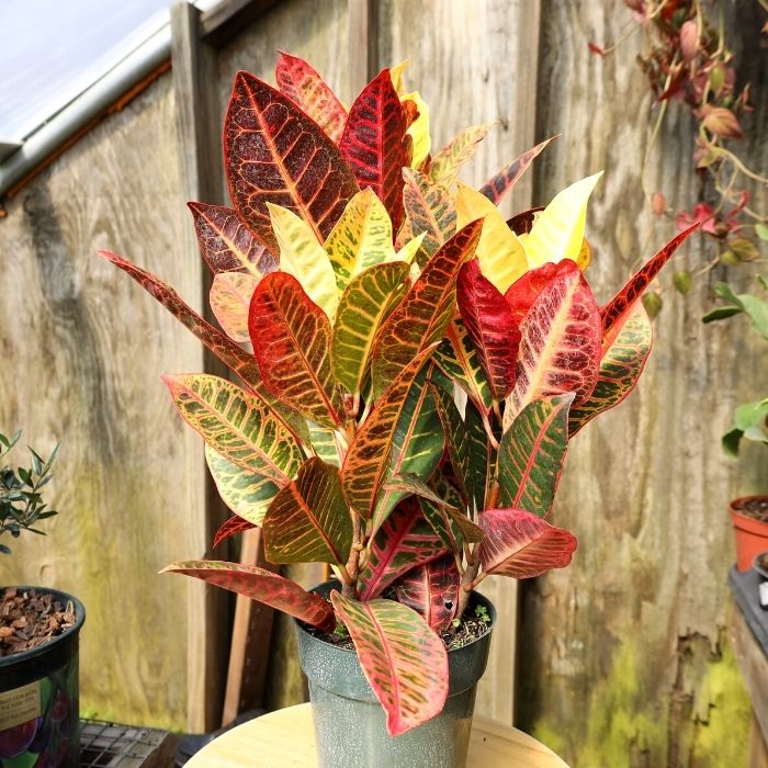 croton plant pot Buy Croton Petra Plants Online