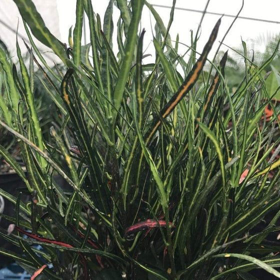 Premature form of Picasso Painbrush only being light green