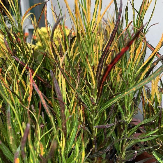 croton picassos paintbrush sold online has bright yellow and red pops on the leaves