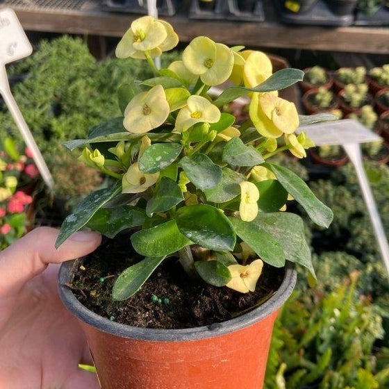 white flowering crown of thorns plant