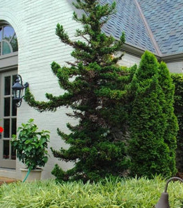Cryptomeria Black Dragon