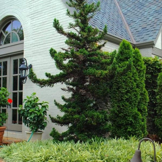 established Cryptomeria Black Dragon tree in a garden with Arborvitae trees and carex grasses