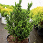 close up image of a young Cryptomeria Black Dragon