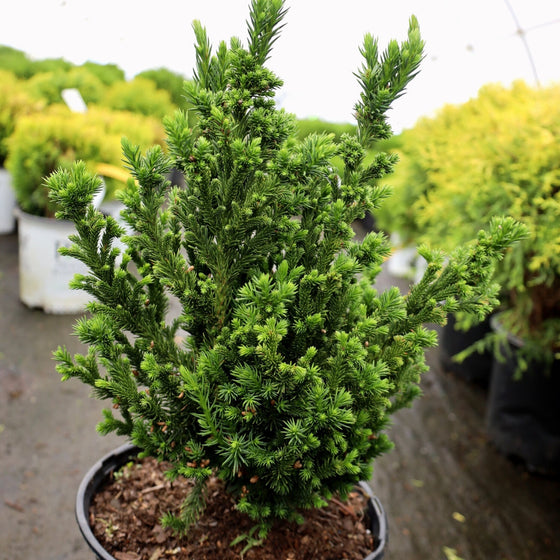 close up image of a young Cryptomeria Black Dragon