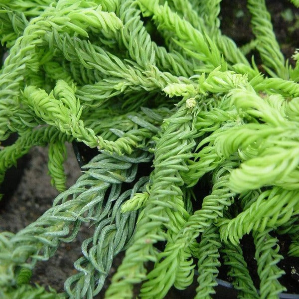 Cryptomeria Spiralis Japonica for Sale | Garden Goods Direct