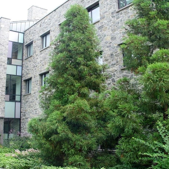 Yoshino Japanese Cedar used as a specimen focal point