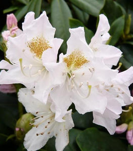 Cunningham White Rhododendron