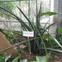 elongated and meandering Cylindrical Snake Plant in garden bed setting
