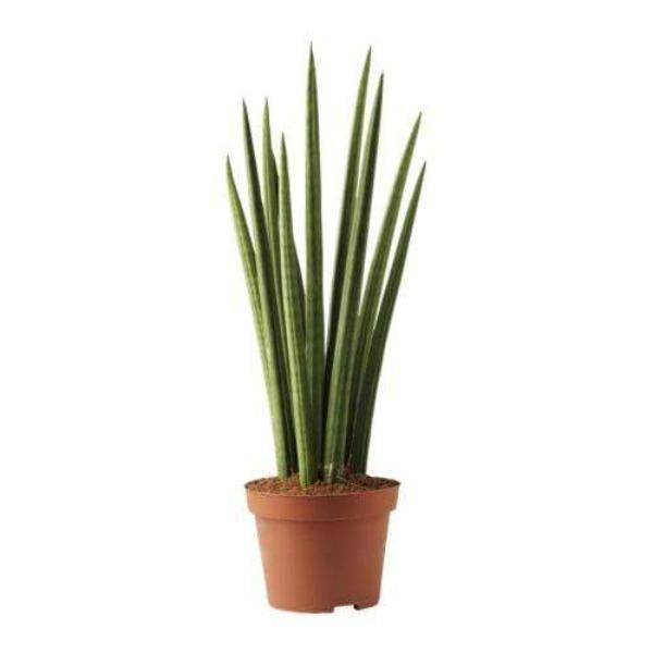 Buy Cylindrical Snake Plants Online Garden Goods Direct