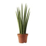 snake plant displaying elongated upright growth habit